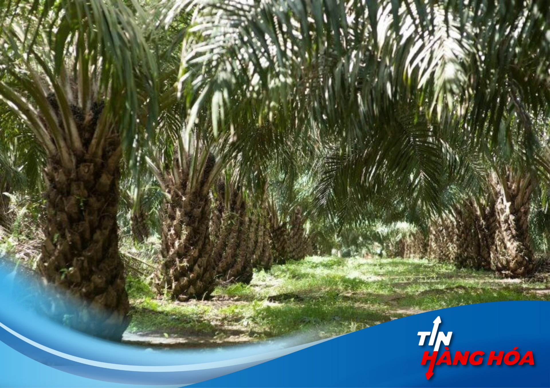 Indonesia đối mặt với &ldquo;cơn khủng hoảng dầu cọ&rdquo; do thời tiết bất lợi v&agrave; c&acirc;y cọ l&atilde;o h&oacute;a